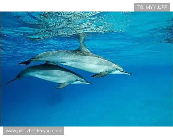 看海豚飞跃，海边的趣味运动体验，海豚的运动规律动画